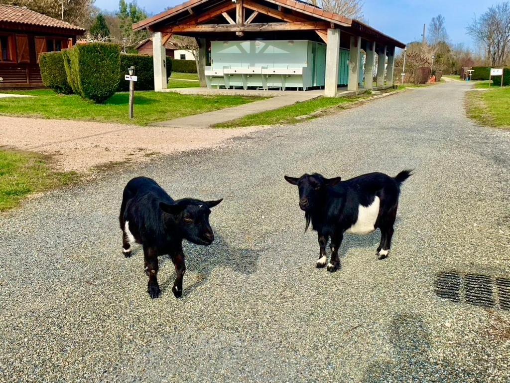 Camping Familial Paisible Avec Piscine, Mobil Home , Chalet, Studio & Emplacement Nue Casties-Labrande Esterno foto